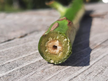 goldenrod stem