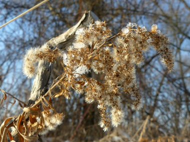 goldenrod winter