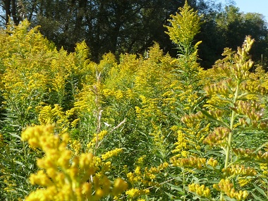 goldenrod