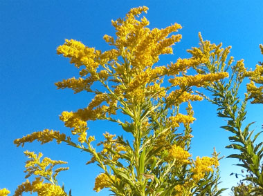 solidago canadensis plant