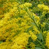 Goldenrod