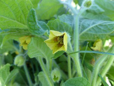 Physalis virginiana