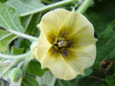 ground cherry flower