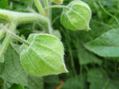 ground cherry growth