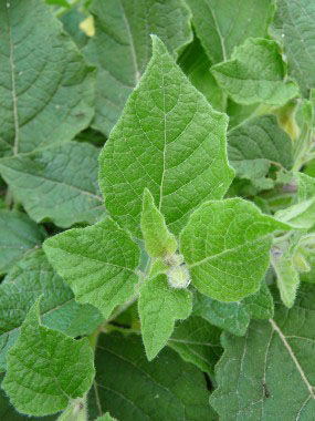 ground cherry leaves