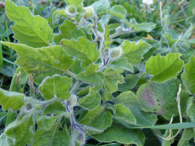 ground cherry new growth