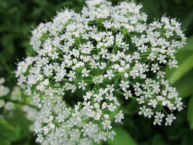 ground elder flower