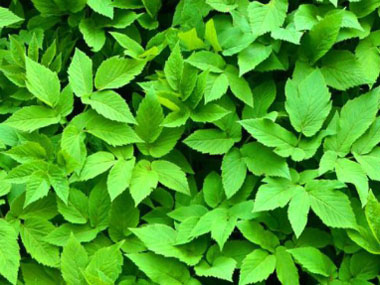 ground elder leaves