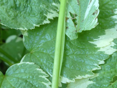 ground elder stem