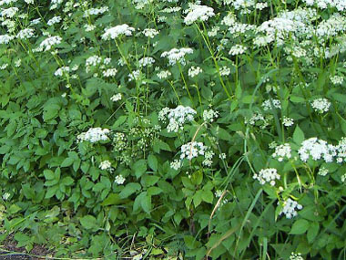 ground elder