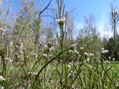 Cardimine hirsuta