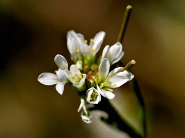 cardamine hirsuta flower