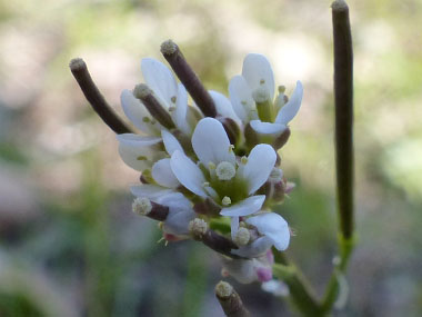 hairy bittercress flowers