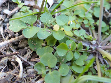 hairy bittercress leaves