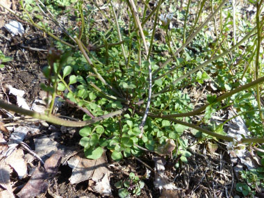 hairy bittercress rosette leaves