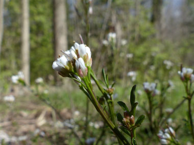 hairy bittercress sepals