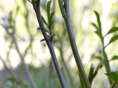 hairy bittercress stem