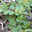 Hairy Bittercress