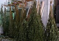 Hang Drying Plants