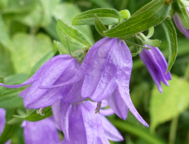 harebell flower close up