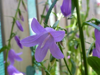 harebell flower