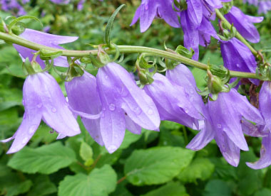 harebell flowers