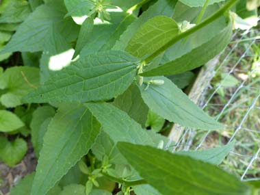 harebell leaves