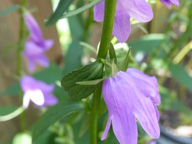 harebell sepal stem