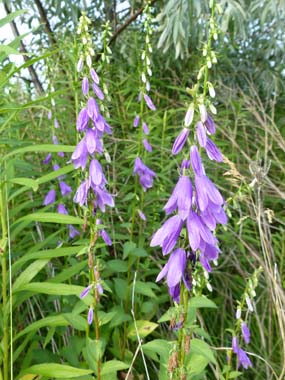 harebells