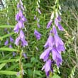 Harebell