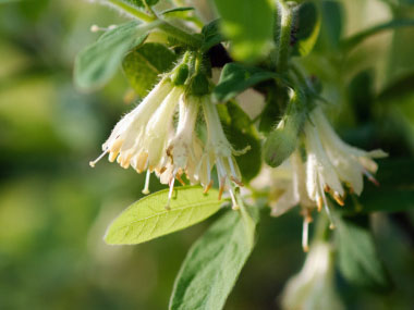 haskap flowers