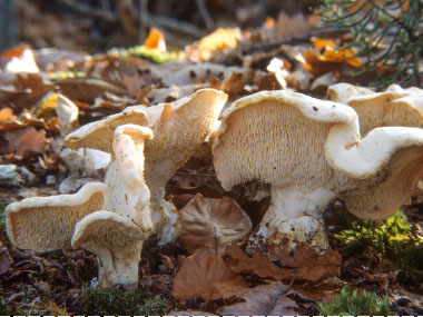 Hydnum washingtonianum