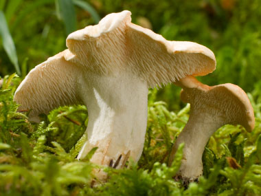 american hedgehog mushroom