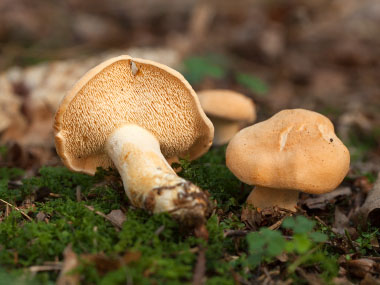 hedgehog mushrooms