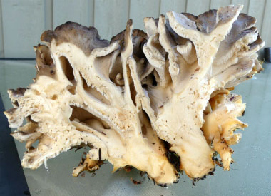 edible maitake