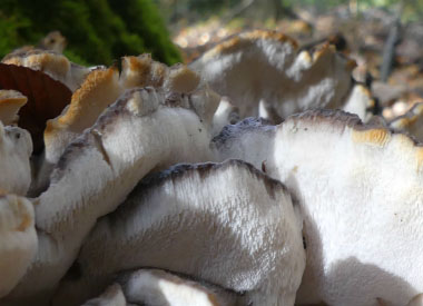 hen of the woods mushroom