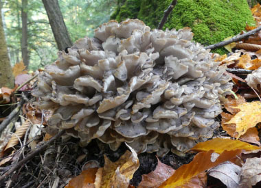 hen of the woods