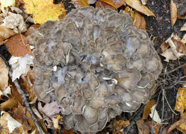 maitake