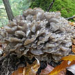 Hen of the Woods