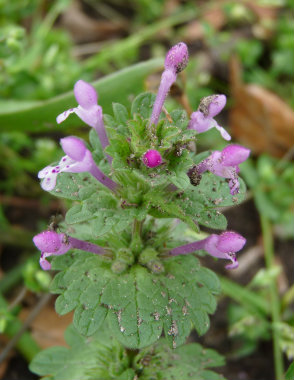 Lamium amplexicaule image