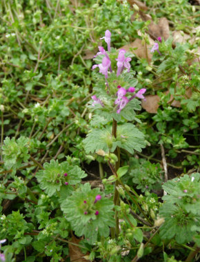 Lamium amplexicaule plant