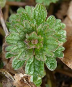 henbit closeup