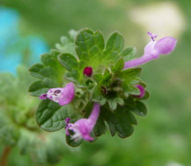 henbit flower