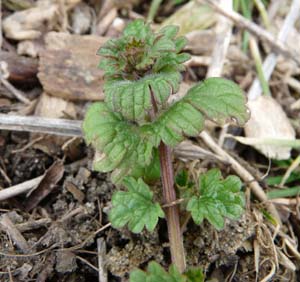 henbit plant