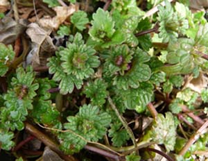 henbit