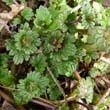 Henbit