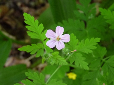 herb robert flowers