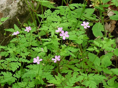 herb robert