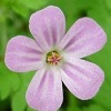 Herb Robert