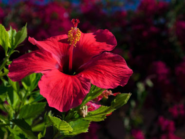 Hibiscus rosa sinensis